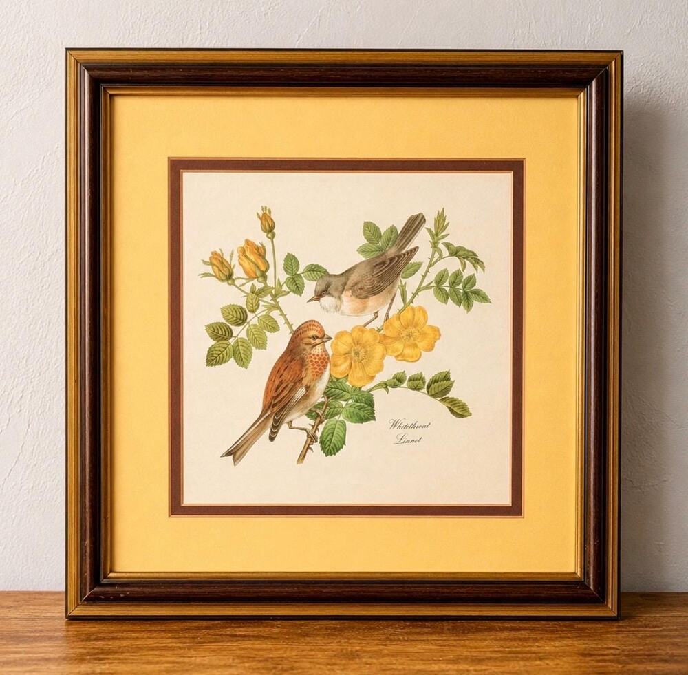 Vintage Whitethroat Linnet Bird Print, Fleck Bros Botanical Art, Framed